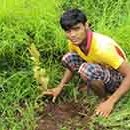 Weeding around fruit plant at 5 Guntha Wadi ( Village Dhenganmal )