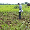 Checking of plants at 5 guntha Wadi (Village -Telampada)
