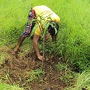 Weeding around fruit Plant (Mango) at Wadi Project. (Village Dhenganmal)