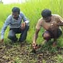 weeding work at Chilly nursery